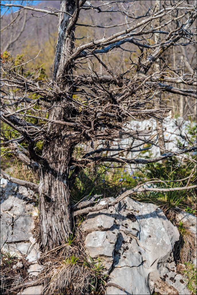 Titana Dajti April2009 20080416034