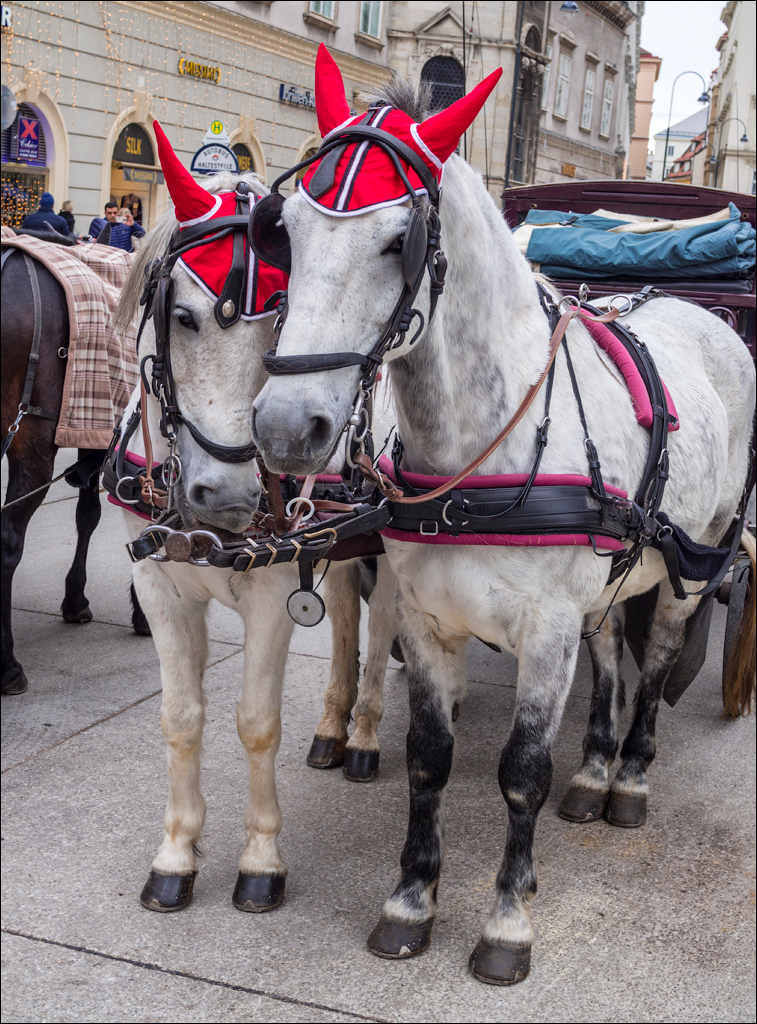 Vienna 2 20180101084