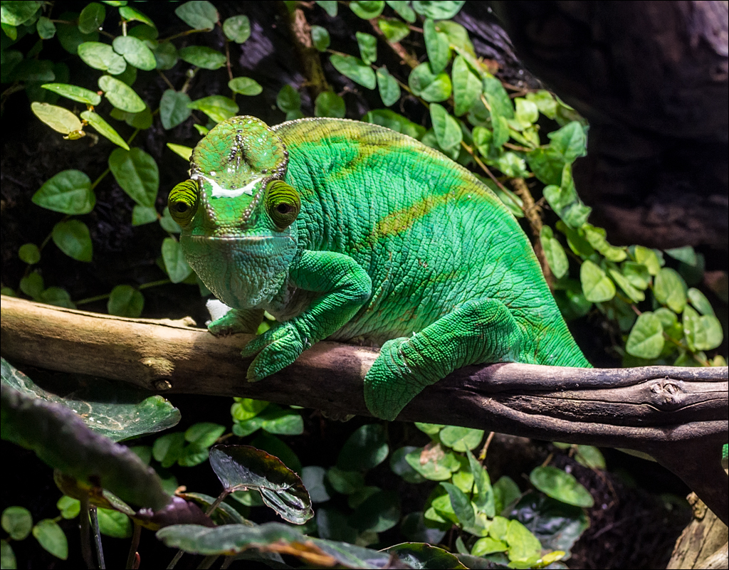 Vienna 2 20180101098