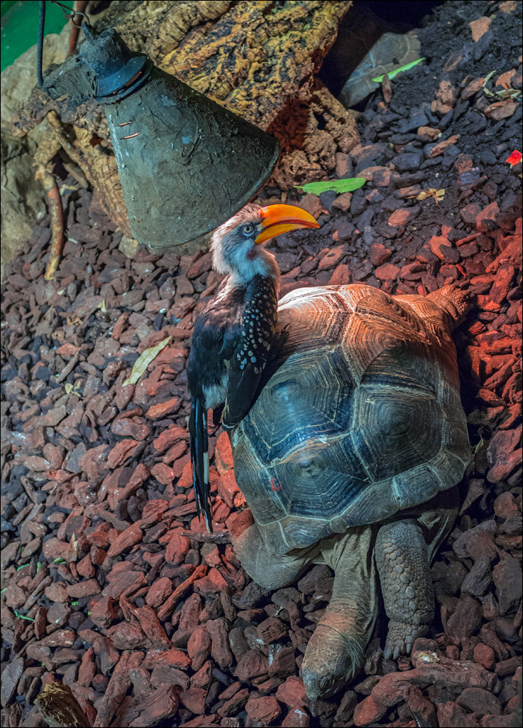 Vienna 2 20180101111