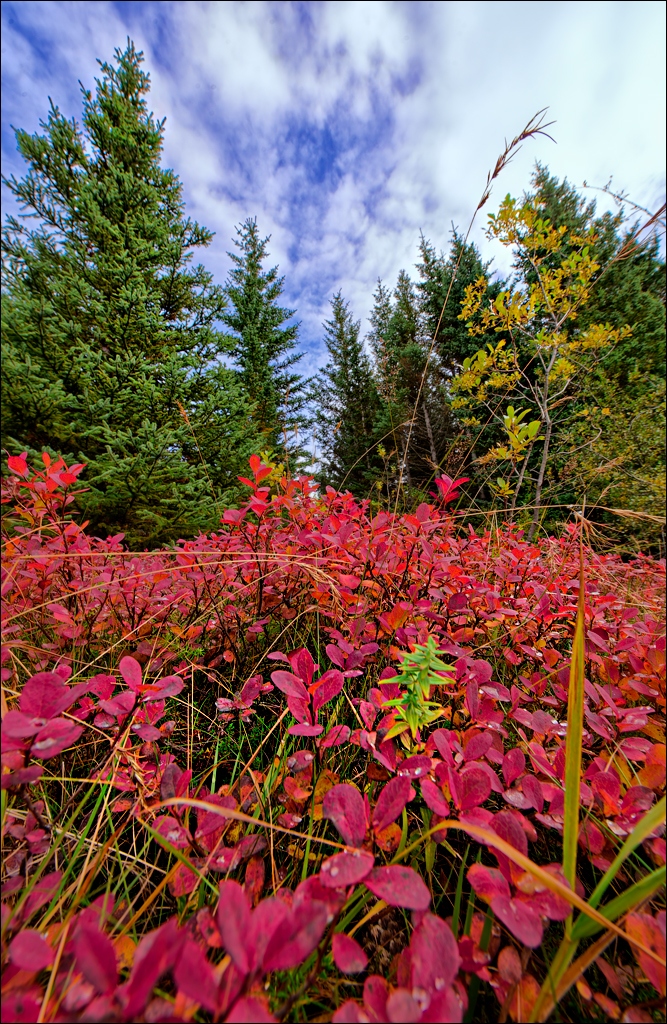 RaudholarCalgahraun 2023 140