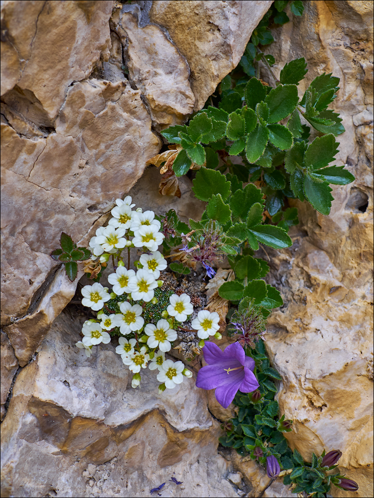 Dolomites 2017 5 019019