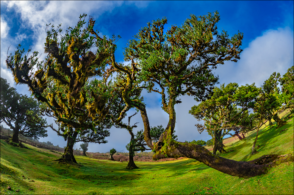 Madeira 24dec2024 08jan2025 100 00
