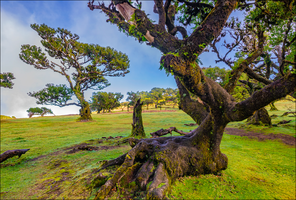 Madeira 24dec2024 08jan2025 102 00