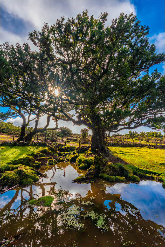 Madeira 24dec2024 08jan2025 110 00