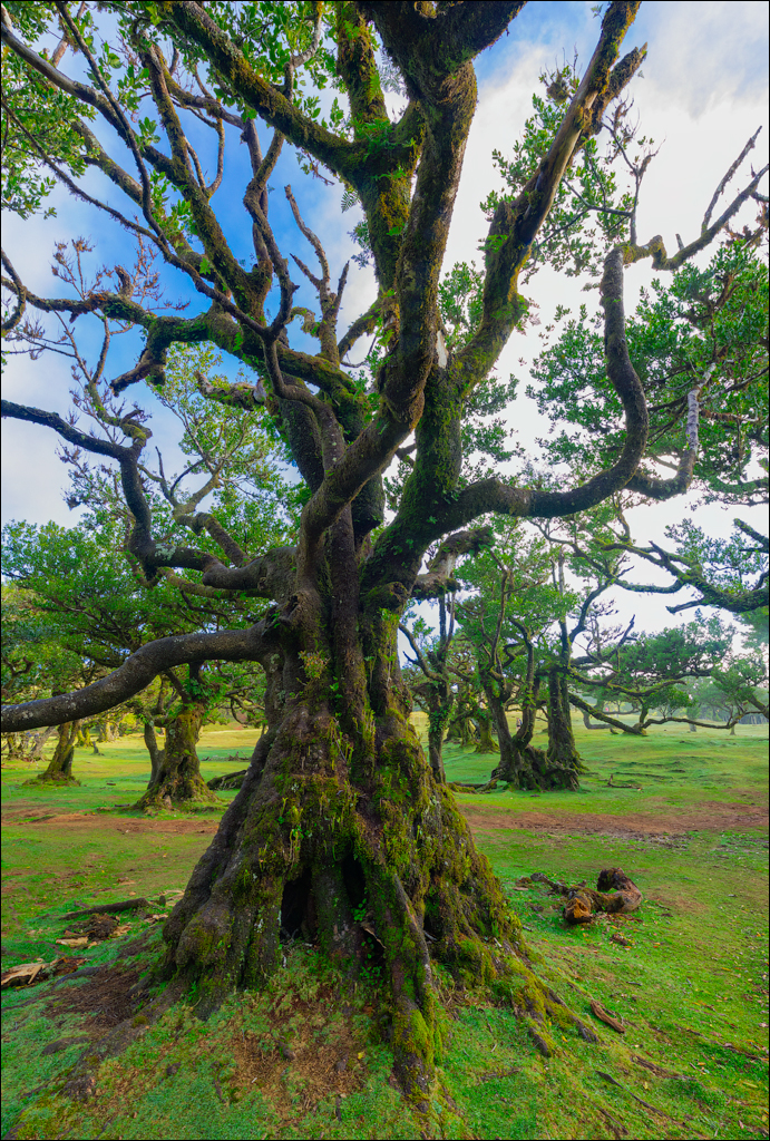 Madeira 24dec2024 08jan2025 118 00