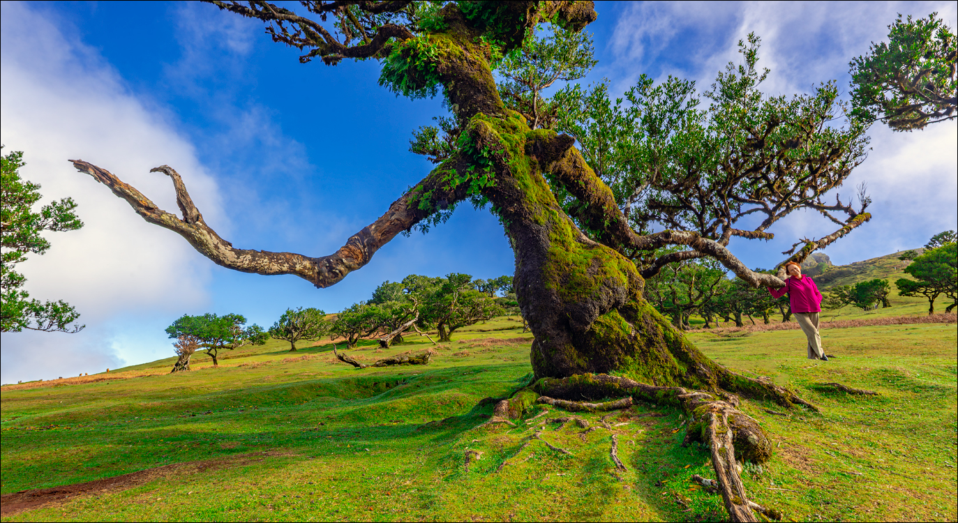 Madeira 24dec2024 08jan2025 124 00