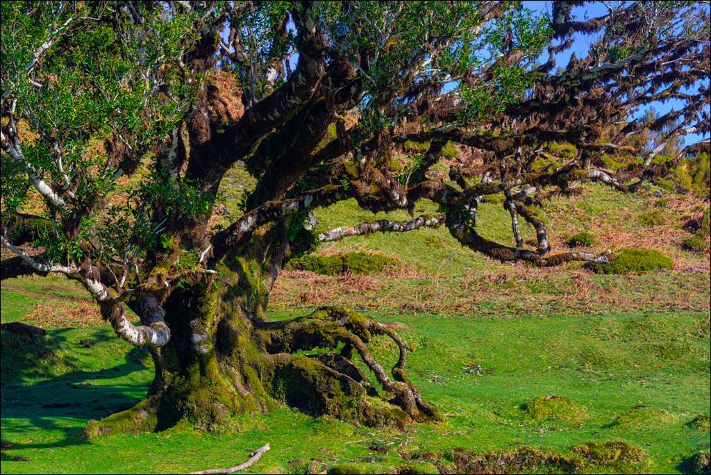 Madeira 24dec2024 08jan2025 141 00