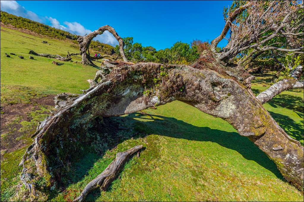 Madeira 24dec2024 08jan2025 143 00