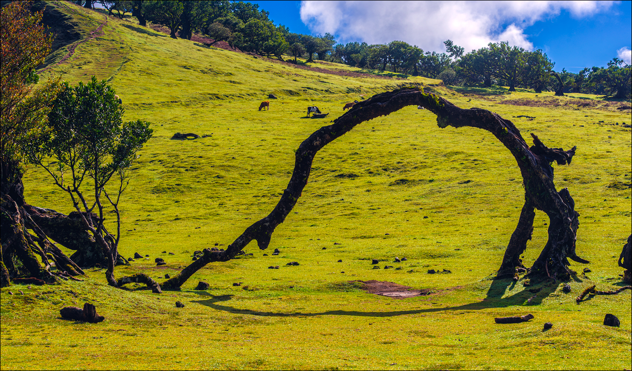 Madeira 24dec2024 08jan2025 160 00