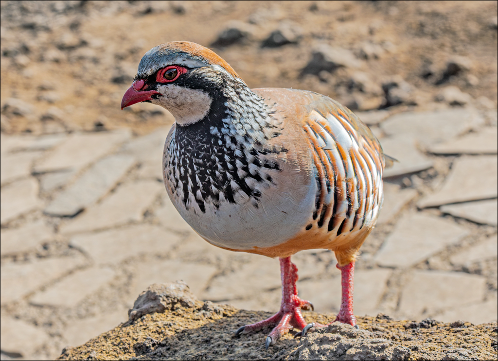 Madeira 24dec2024 08jan2025 159 00