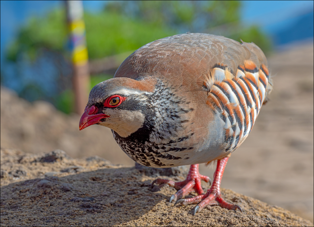 Madeira 24dec2024 08jan2025 161 00
