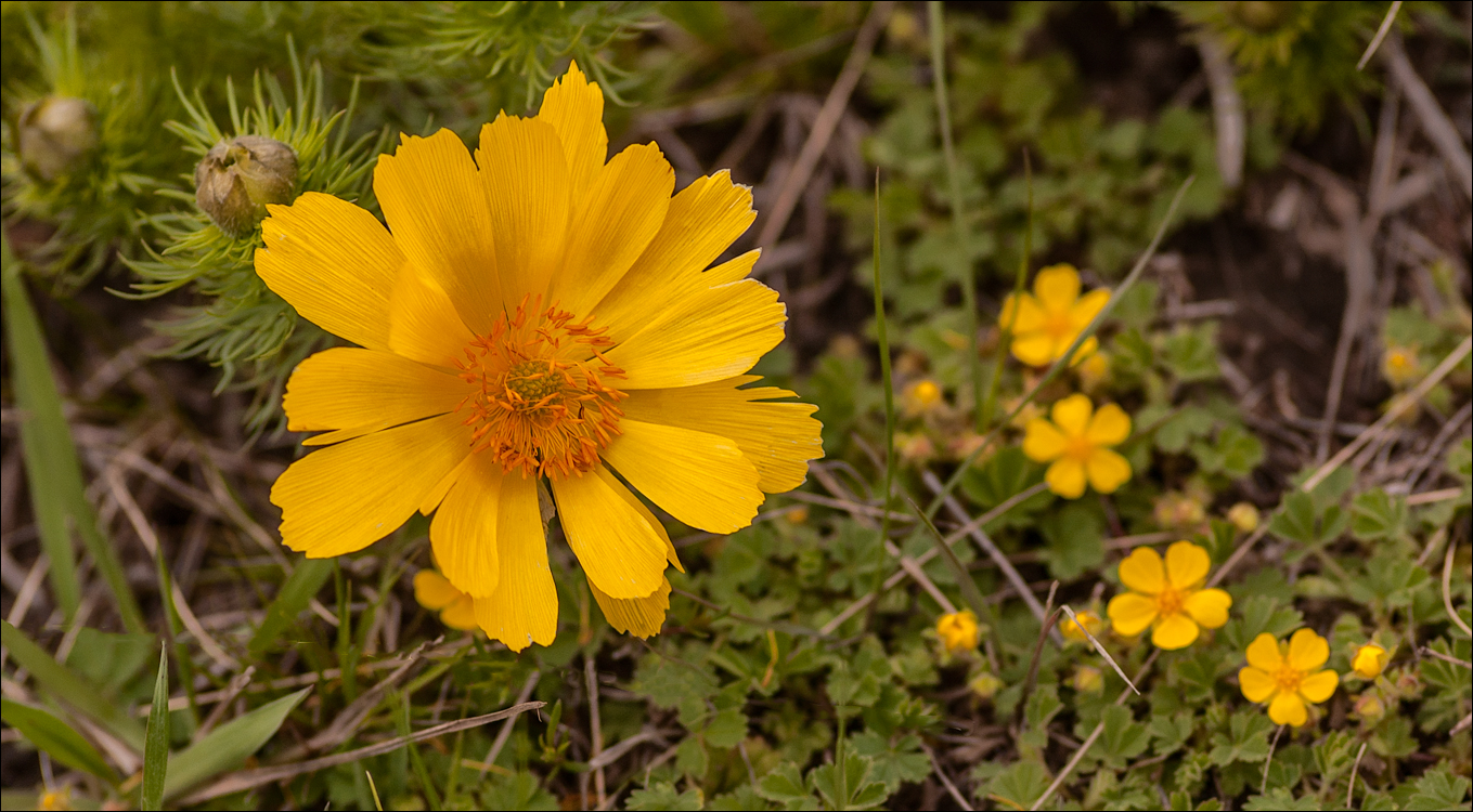 Cobani 2006 20060416080