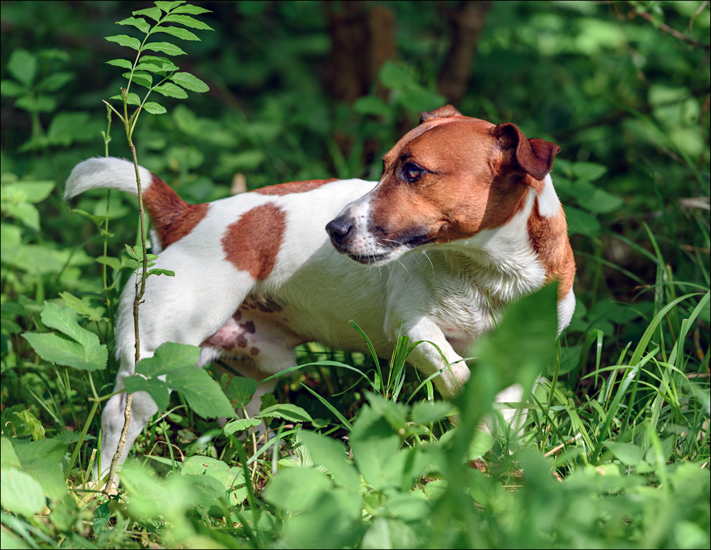 VadulRascov Socola 20180519014