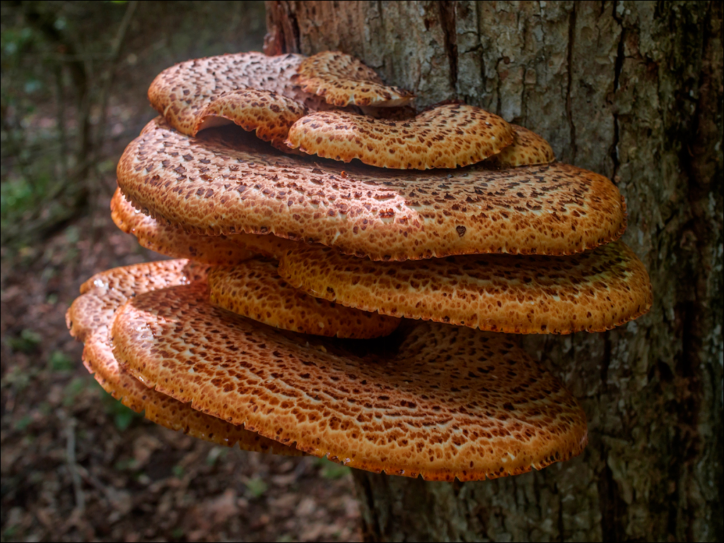 VadulRascov Socola 20180519020