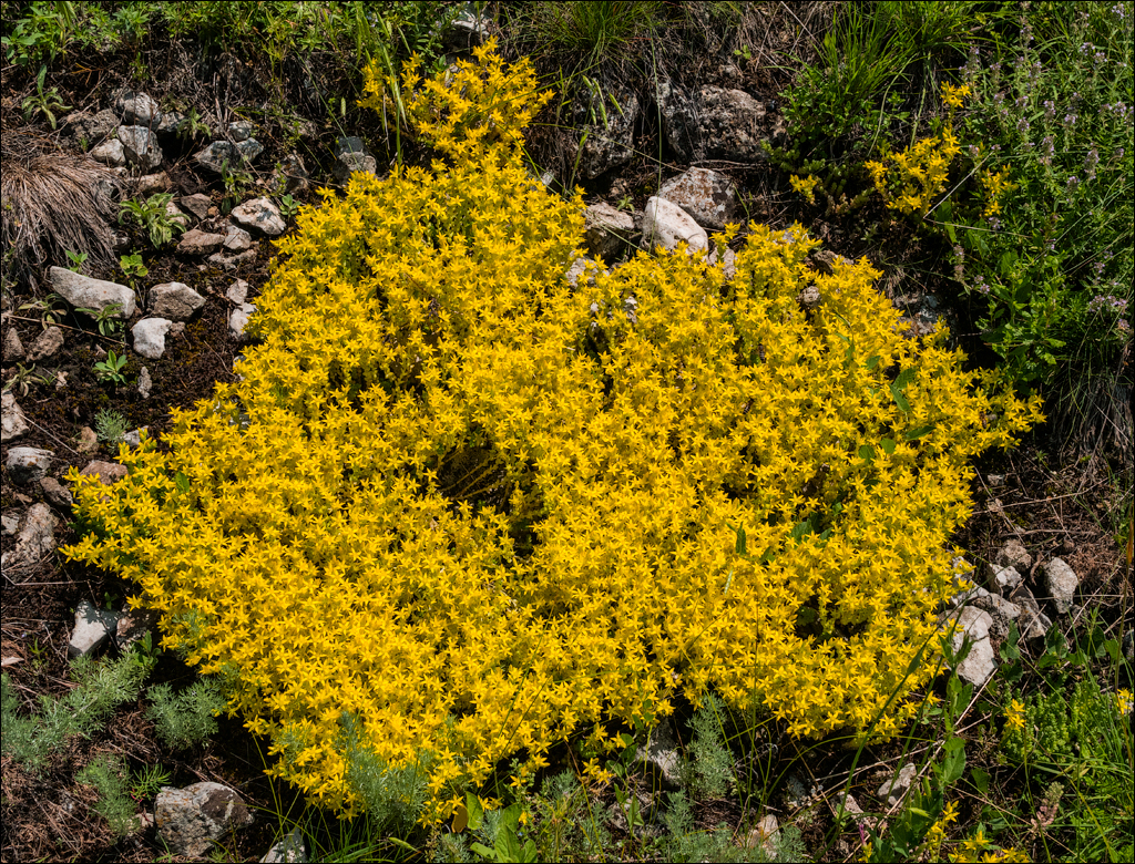 Costesti Duruitoarea PadureaDomn 20190427117