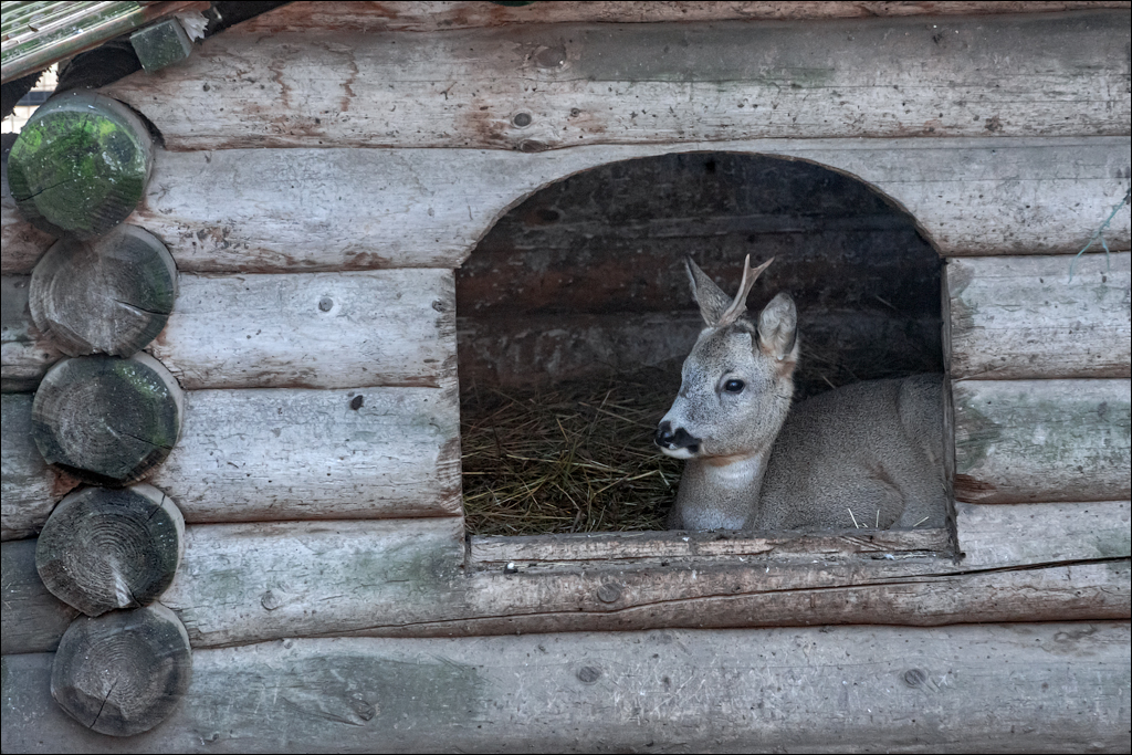 Naslavcea Taul Mindic 20201121 236