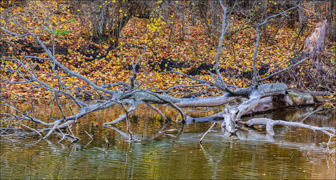 Naslavcea Taul Mindic 20201121 275