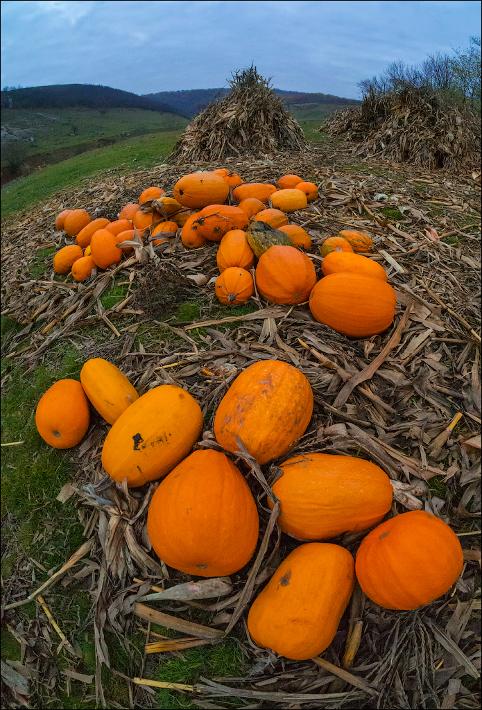 Brinzeni Trinca 20171110037