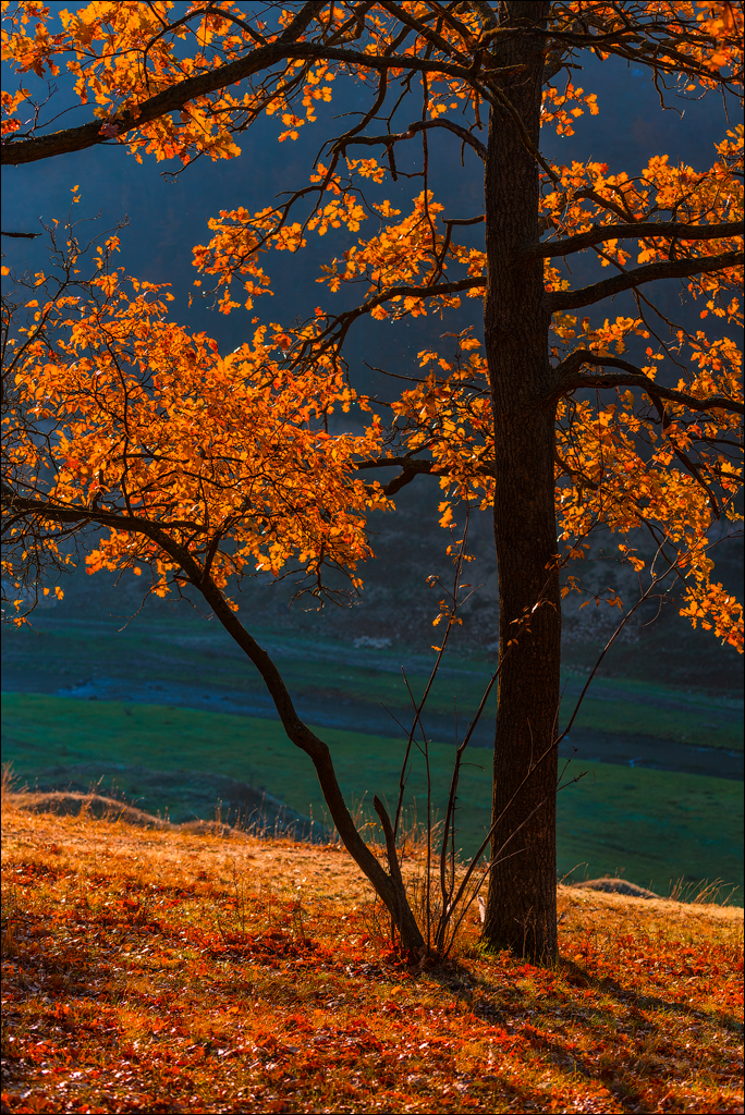 Brinzeni Trinca 20171110064