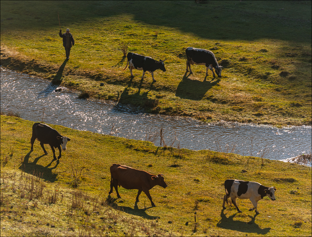 Brinzeni Trinca 20171110068