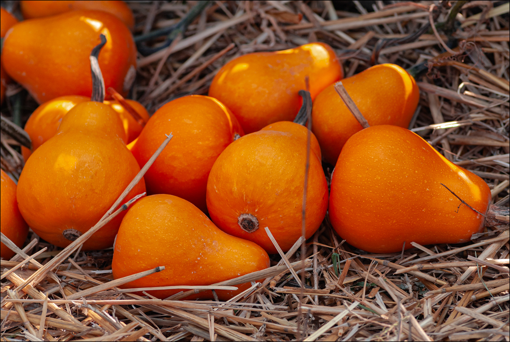 Gustar 201308242006 274