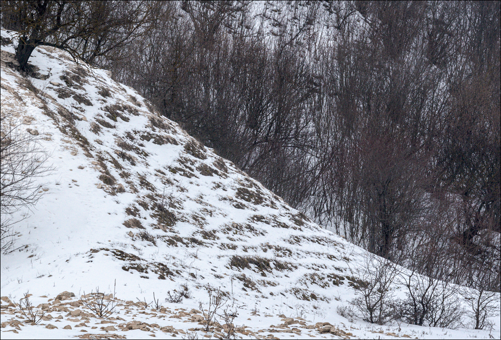 Soldanesti Ciorna 20210221 124