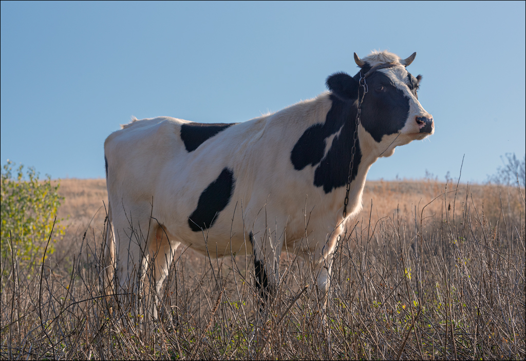 Rogojeni Tira Ghindesti 28122019 149