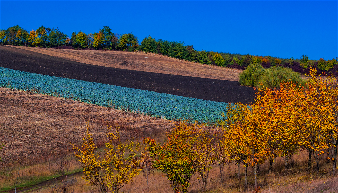 Corjeuti Fetesti 20172016122615