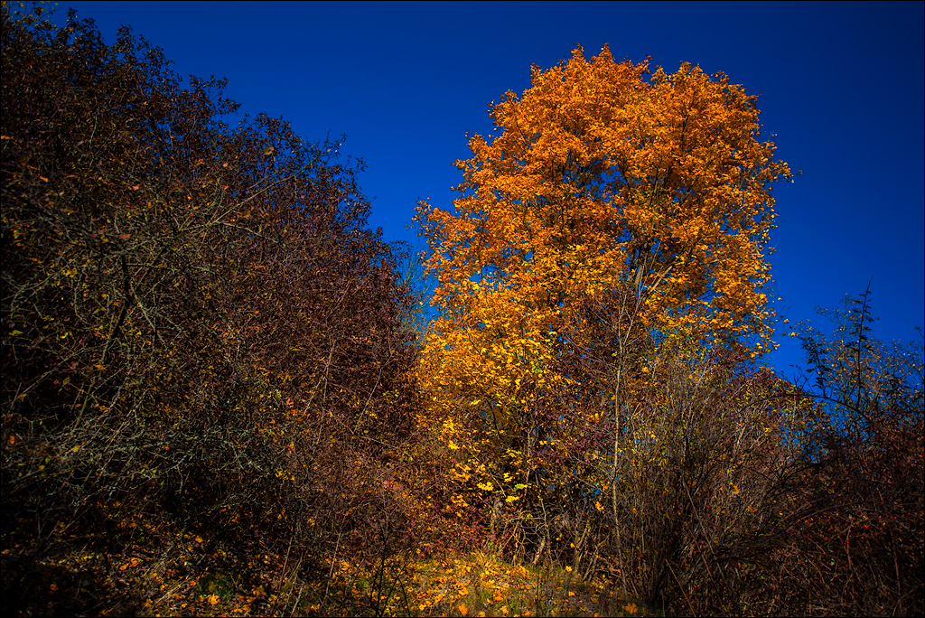 Corjeuti Fetesti 20172016122634