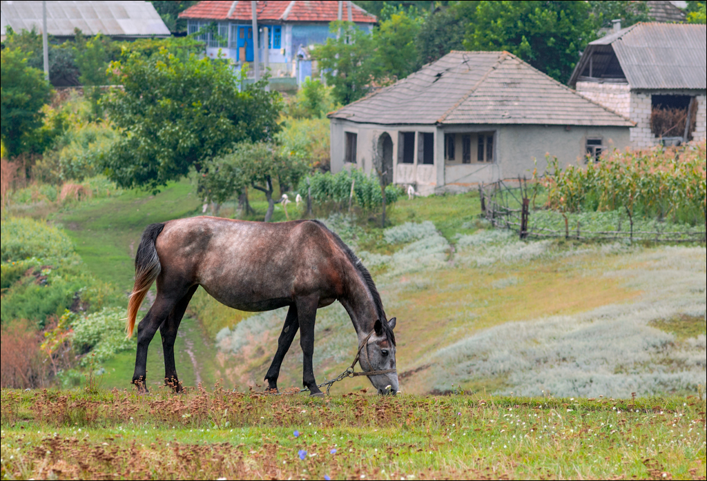Молдова. Цыпова '2005.