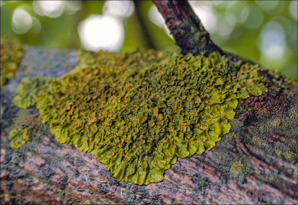 Tvipova Kotorogo Net 20060611027