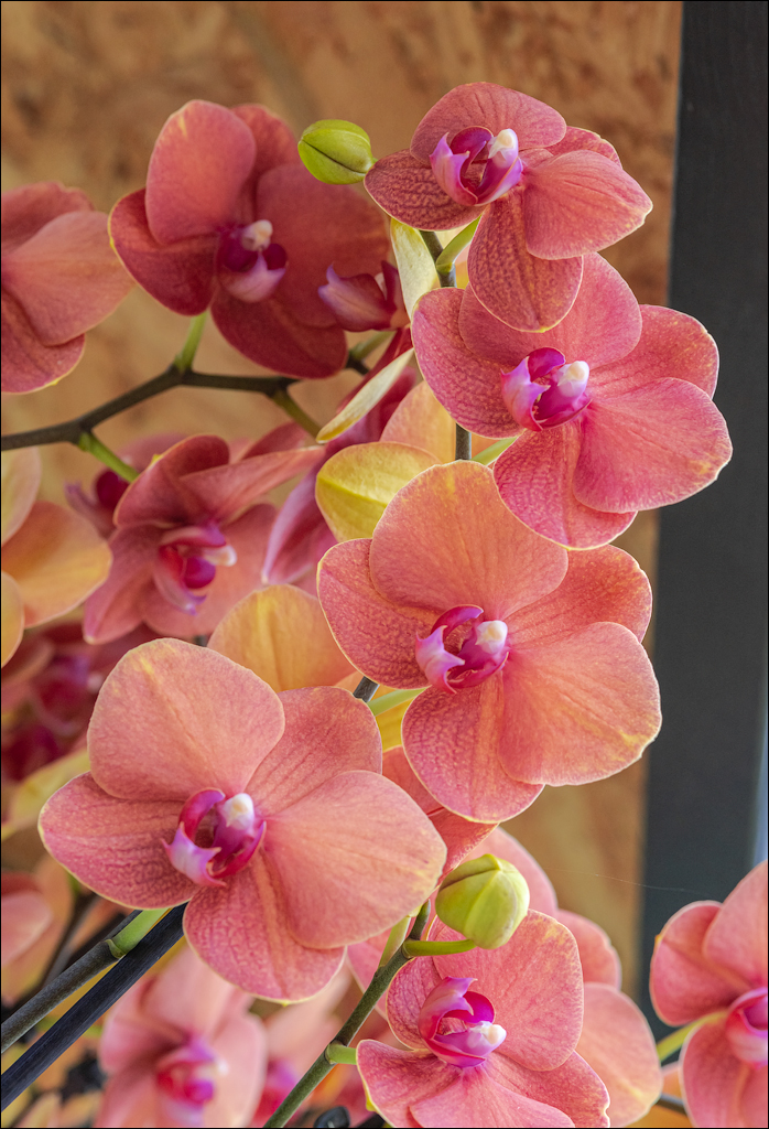 Amsterdam 202204261167