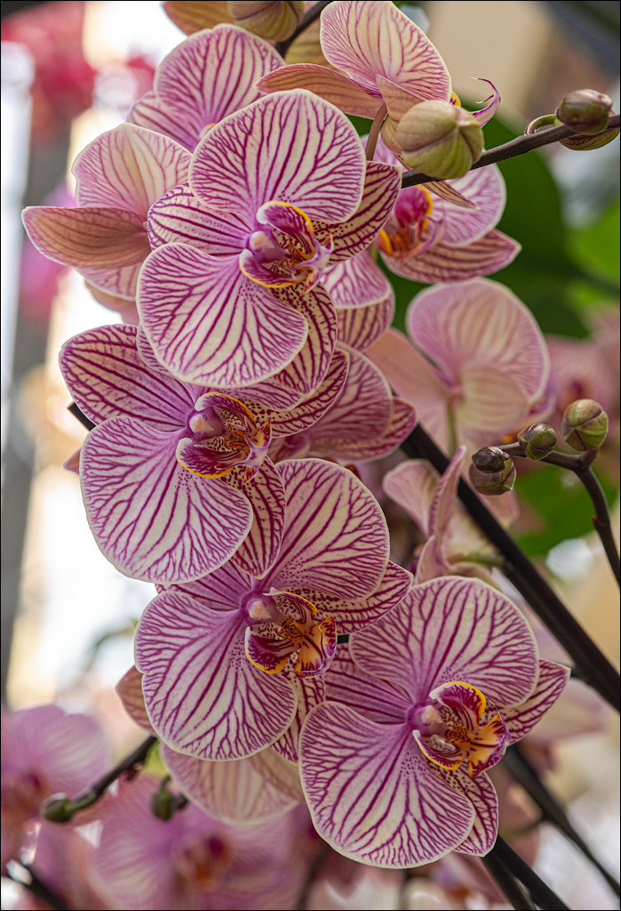 Amsterdam 202204261171