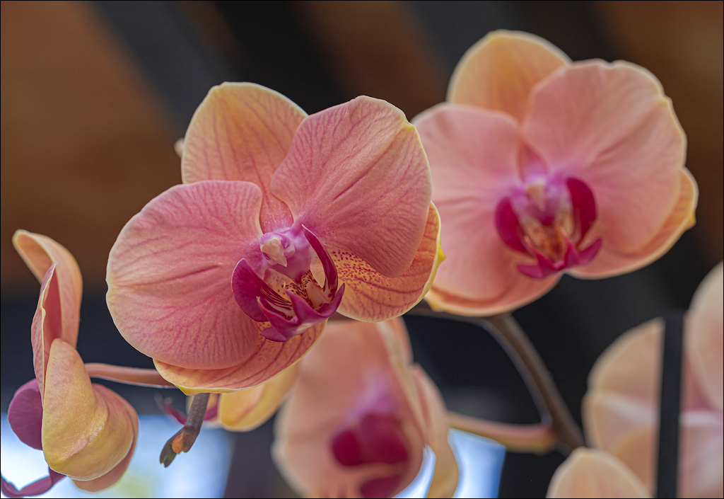 Amsterdam 202204261173