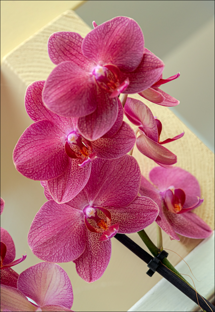 Amsterdam 202204261182