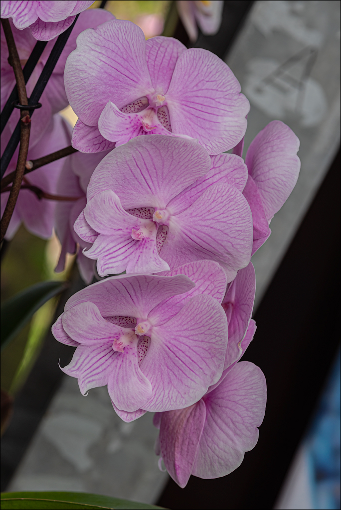 Amsterdam 202204261184