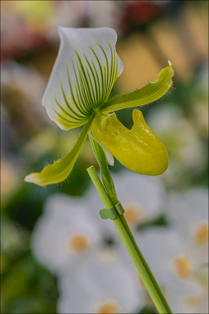 Amsterdam 202204261193