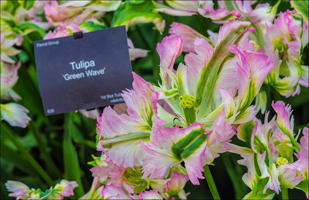 Amsterdam 202204262119