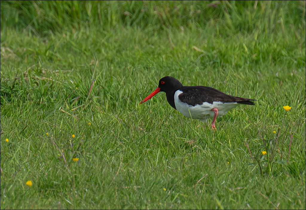 Amsterdam 20220501 108