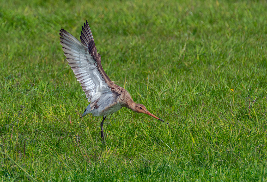 Amsterdam 20220501 113
