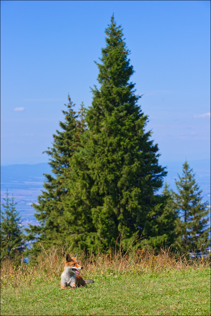 Brasov TimisuDeJos PoianaBrasov 11 16aug2024 247