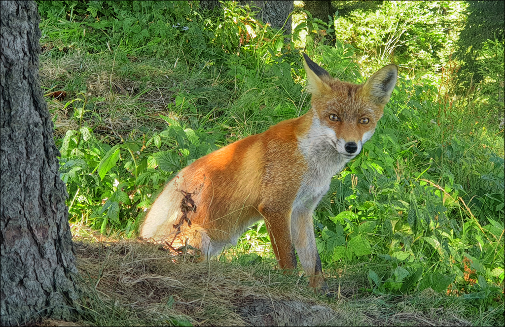 Brasov TimisuDeJos PoianaBrasov 11 16aug2024 255