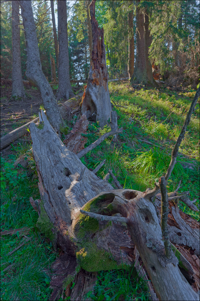 Brasov TimisuDeJos PoianaBrasov 11 16aug2024 256