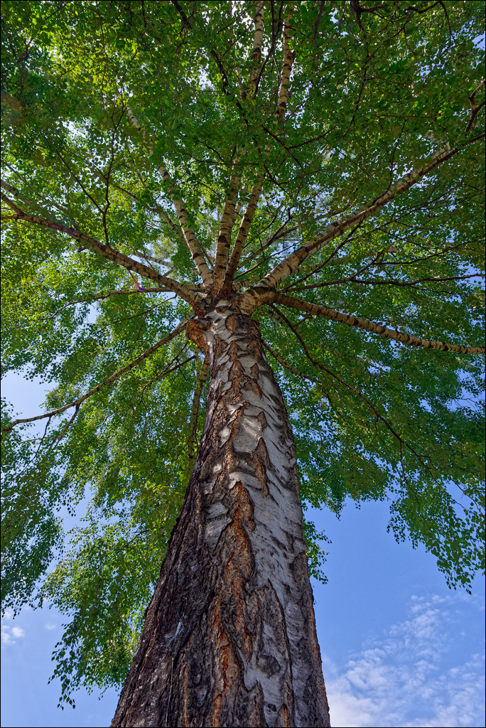 Brasov TimisuDeJos PoianaBrasov 11 16aug2024 259