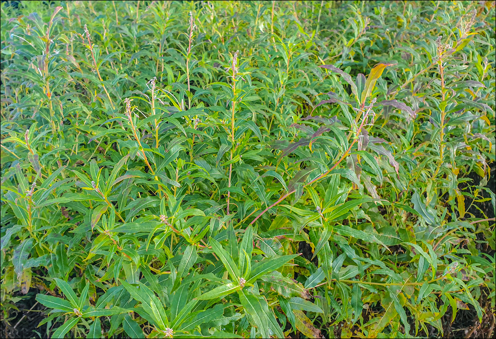 Durau Ceahlau 01 02oct2021 150