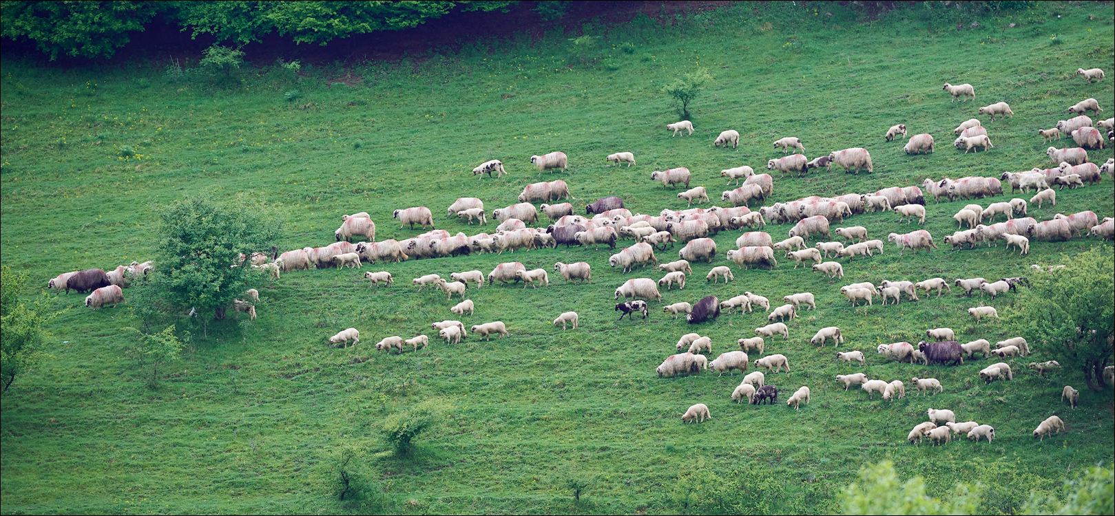 CheileTurzii 2017 104104