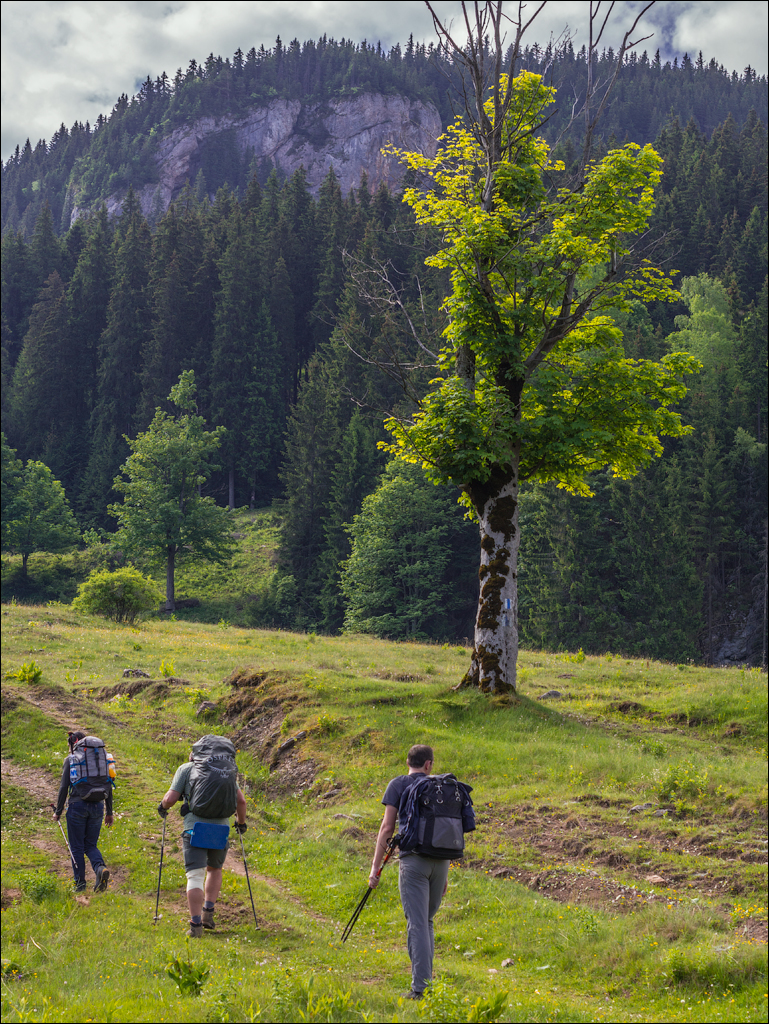 HasmasSinguratica 20180601 3026