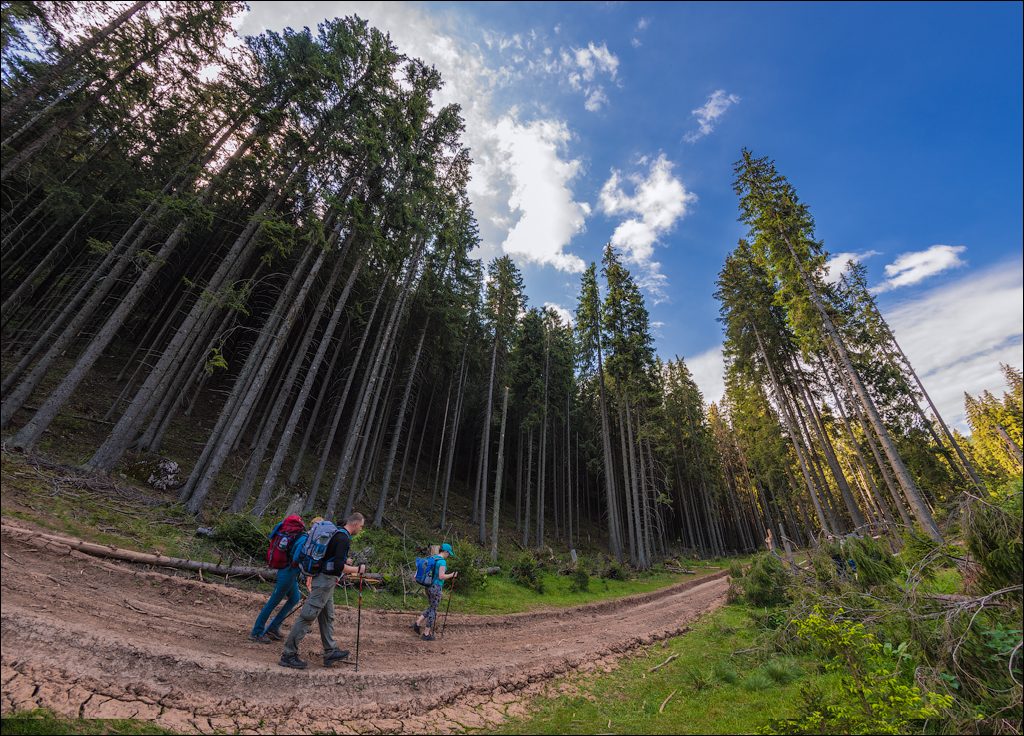 HasmasSinguratica 20180601 3030