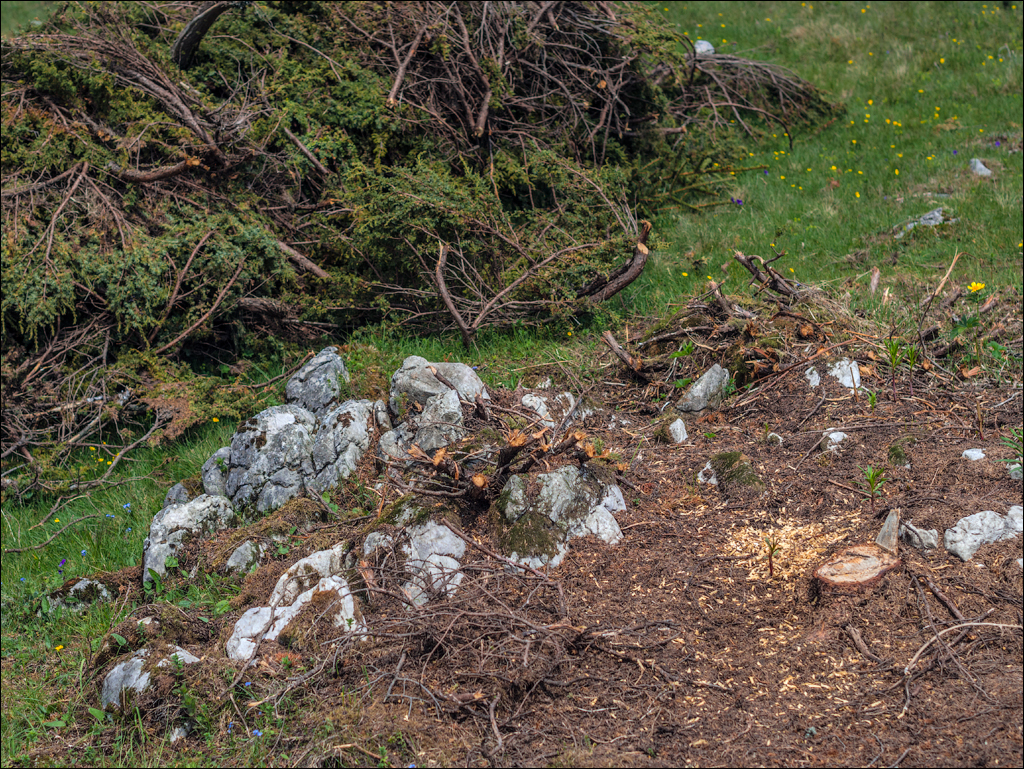 HasmasSinguratica 20180601 3054